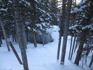 Breckenridge Ski Resort Leo's Cabin Trees