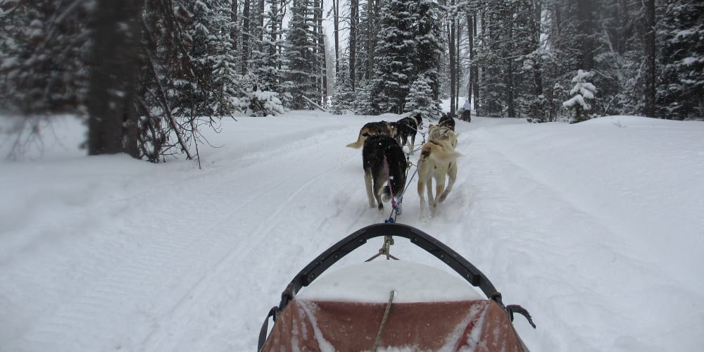 Grizzle T Dog Sledding