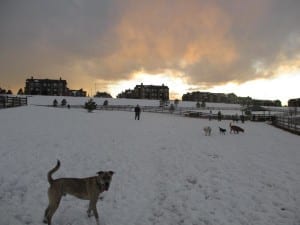 Castle Rock CO Castle Rock Dog Park