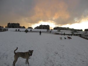 Castle Rock CO Castle Rock Dog Park