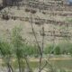 Colorado River State Park
