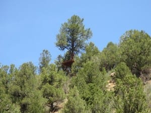 Zip Line Tour Durango