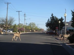 Alamosa CO Deer