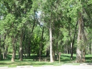 Chatfield State Park Cottonwood Grove Picnic Area