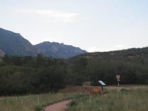 Cheyenne Mountain State Park Deer