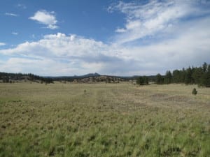 Florissant Fossil Beds Hiking