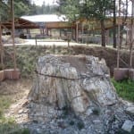 Florissant Fossil Beds
