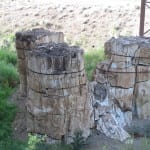 Florissant Fossil Beds Trees