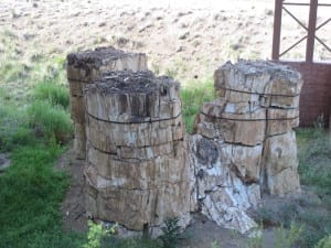 Florissant Fossil Beds Trees