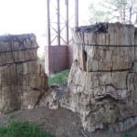 Florissant Fossil Beds Redwoods
