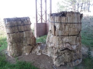 Florissant Fossil Beds Redwoods