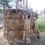 Florissant Fossil Beds Redwood