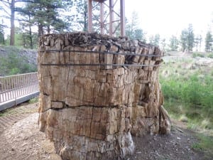 Florissant Fossil Beds Redwood