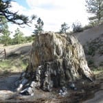 Florissant Fossil Beds Big Stump