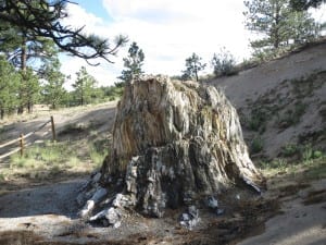 Florissant Fossil Beds Big Stump