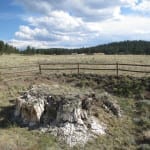 Florissant Fossil Beds Petrified Tree