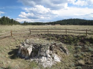 Florissant Fossil Beds Petrified Tree