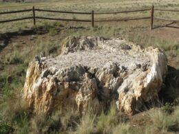 Florissant Fossil Beds National Monument