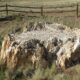 Florissant Fossil Beds National Monument