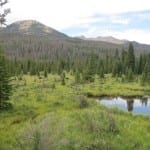 Rocky Mountain National Park Moose