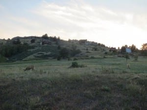 Lory State Park Mule Deer