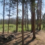 Roosevelt National Forest Dispersed Camping Gould