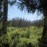 Roosevelt National Forest Marshes