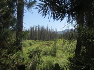 Roosevelt National Forest Marshes