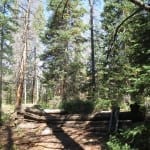 Roosevelt National Forest Teller City