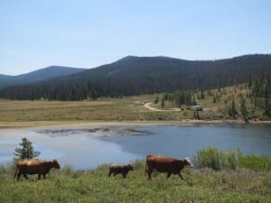 State Forest State Park Cattle Graze