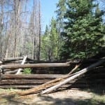 Teller City Ghost Town Cabin