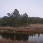 Deckers CO South Platte River Deer