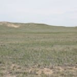 Pawnee National Grassland Pronghorn Antelope
