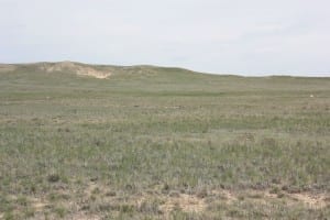 Pawnee National Grassland Pronghorn Antelope