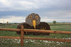 Barr Lake State Park Bald Eagle