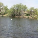 Jackson Lake State Park Inlet Waterfowl
