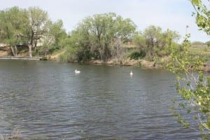 Jackson Lake State Park Inlet Waterfowl