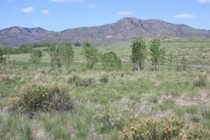 Bear Creek Lake Park Meadow