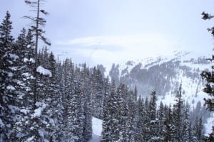 Loveland Ski Resort Trees