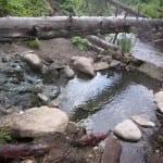 Rainbow Hot Springs Lower Pool