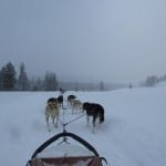 Grizzle-T Dog Sledding