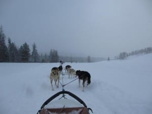 Grizzle-T Dog Sledding