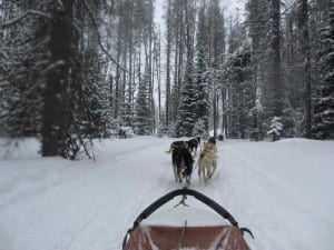 Dog Sledding Clark CO