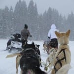 Steamboat Dog Sled Tours