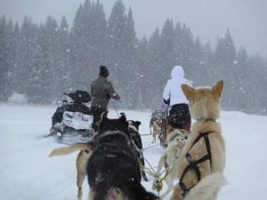 Steamboat Dog Sled Tours