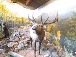 Cripple Creek Heritage Center Elk