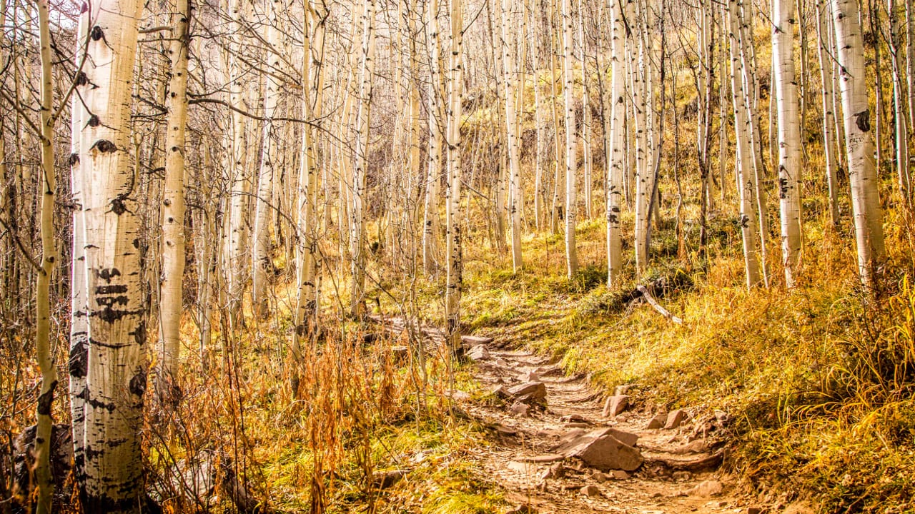 Autumn Aspen Forest Hiking Trail Pitkin Colorado