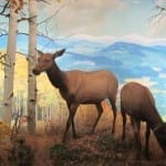 Denver Museum Nature Science Deer