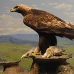 Denver Museum Nature Science Eagle