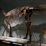 Denver Museum Nature Science Edmontosaurus Skeleton